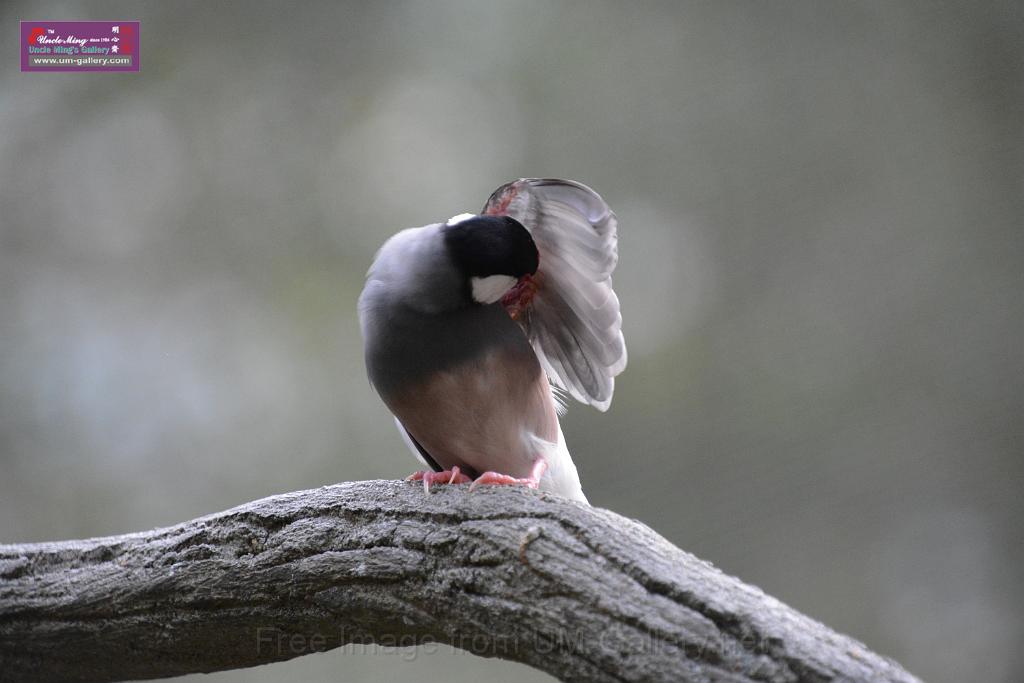 20190303bird-hk-parkDSC_3290.JPG