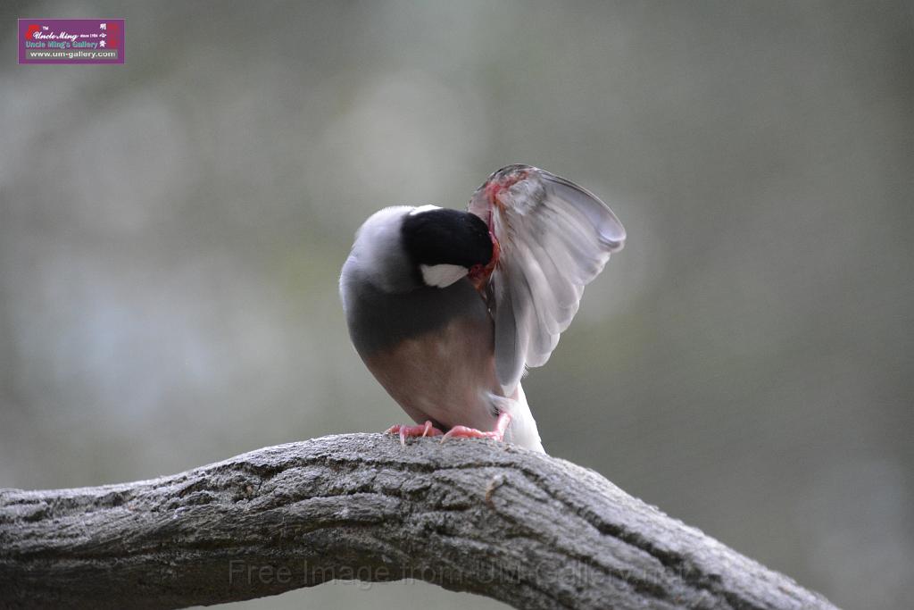 20190303bird-hk-parkDSC_3291.JPG