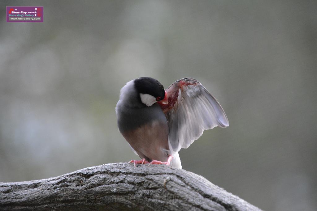 20190303bird-hk-parkDSC_3297.JPG