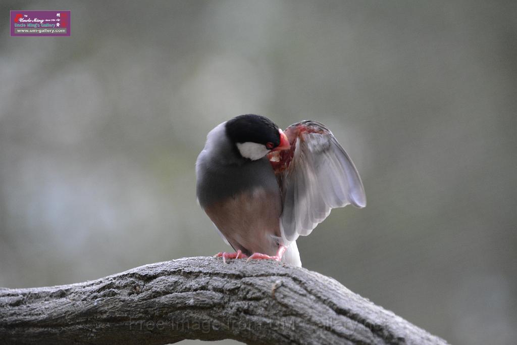 20190303bird-hk-parkDSC_3299.JPG