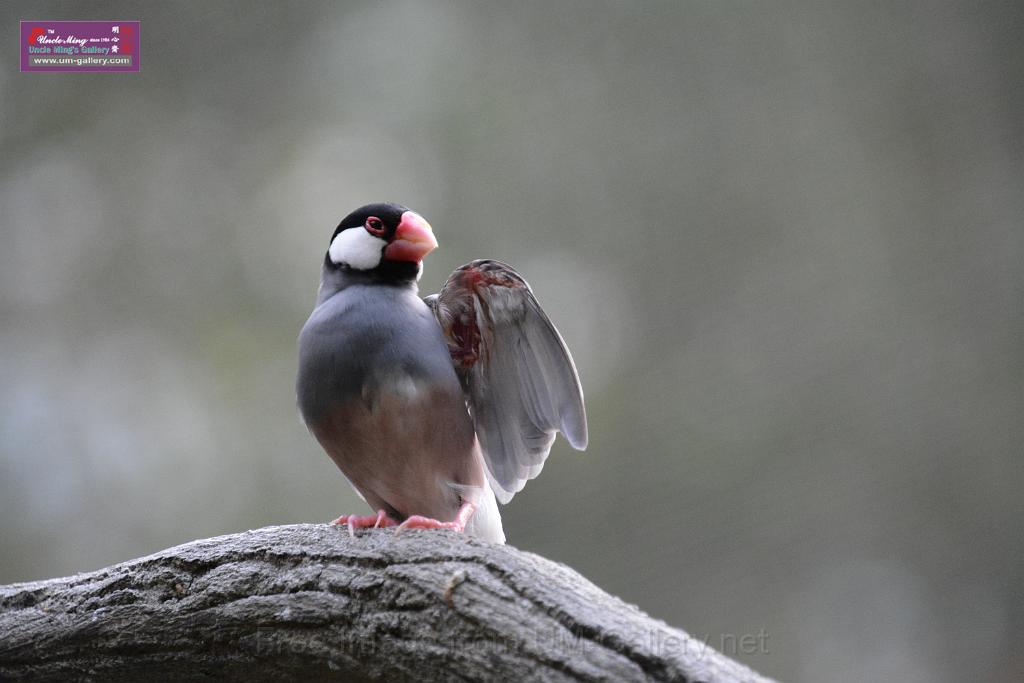 20190303bird-hk-parkDSC_3300.JPG