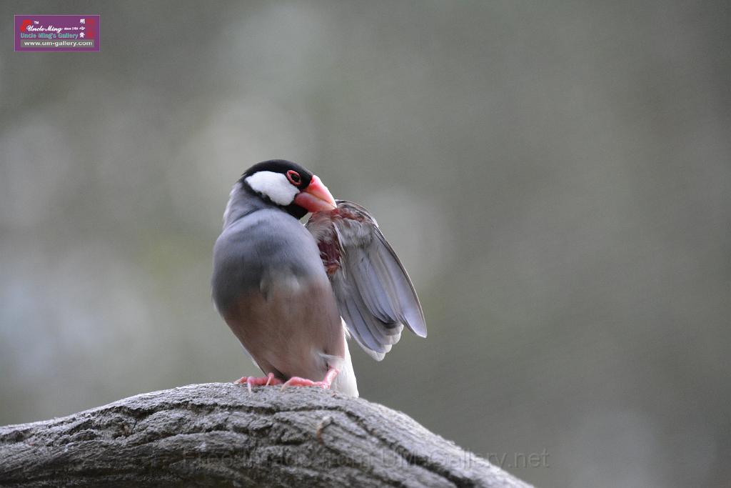 20190303bird-hk-parkDSC_3301.JPG