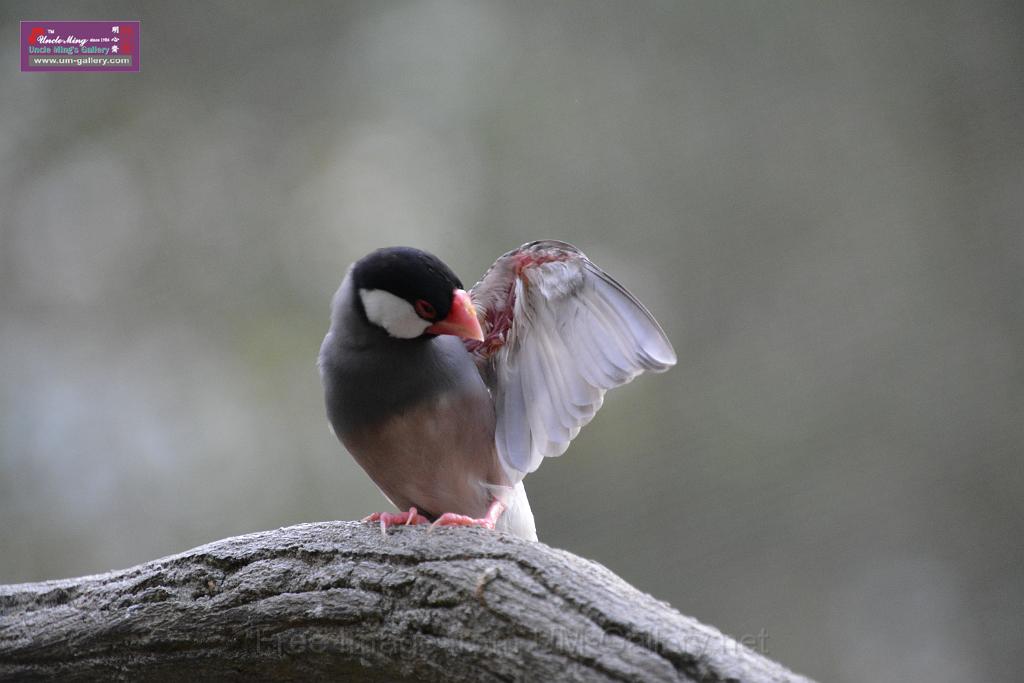 20190303bird-hk-parkDSC_3302.JPG