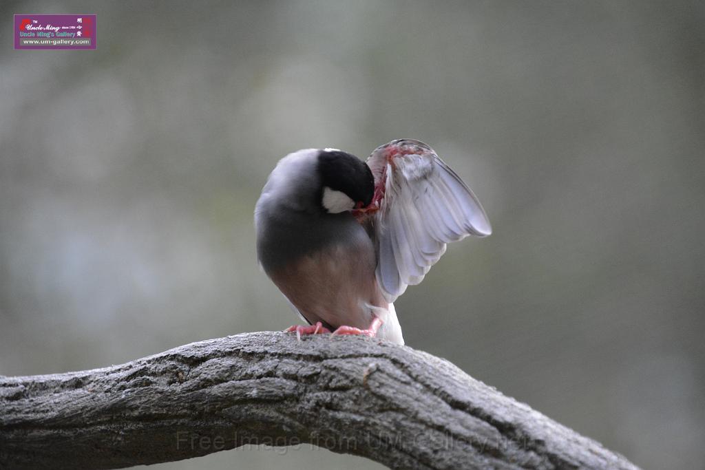 20190303bird-hk-parkDSC_3303.JPG