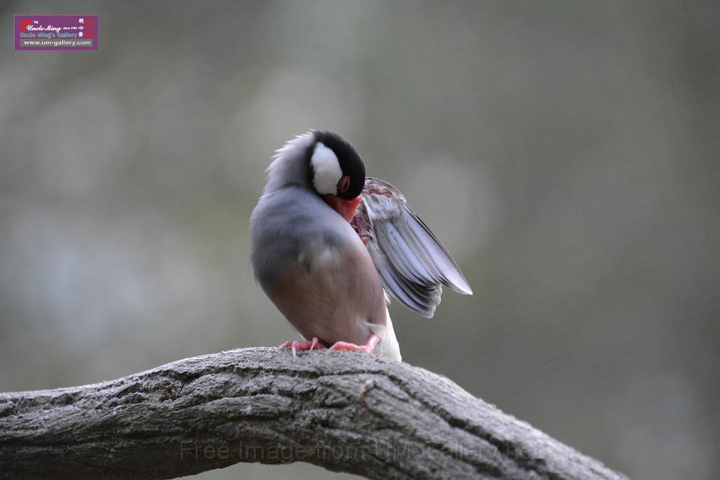 20190303bird-hk-parkDSC_3304.JPG