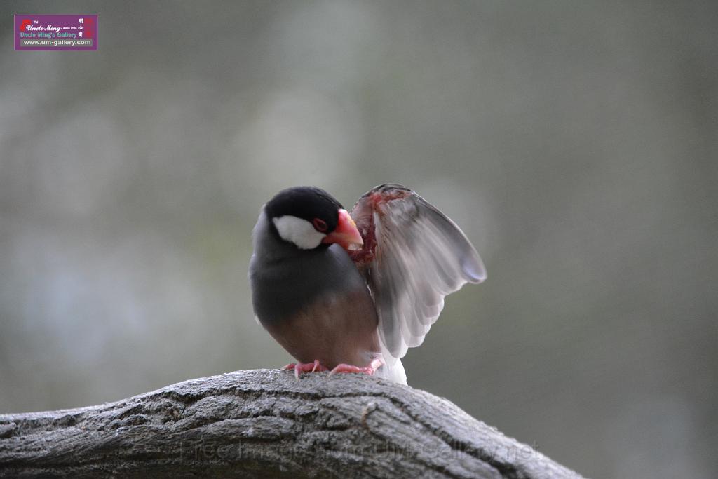 20190303bird-hk-parkDSC_3305.JPG