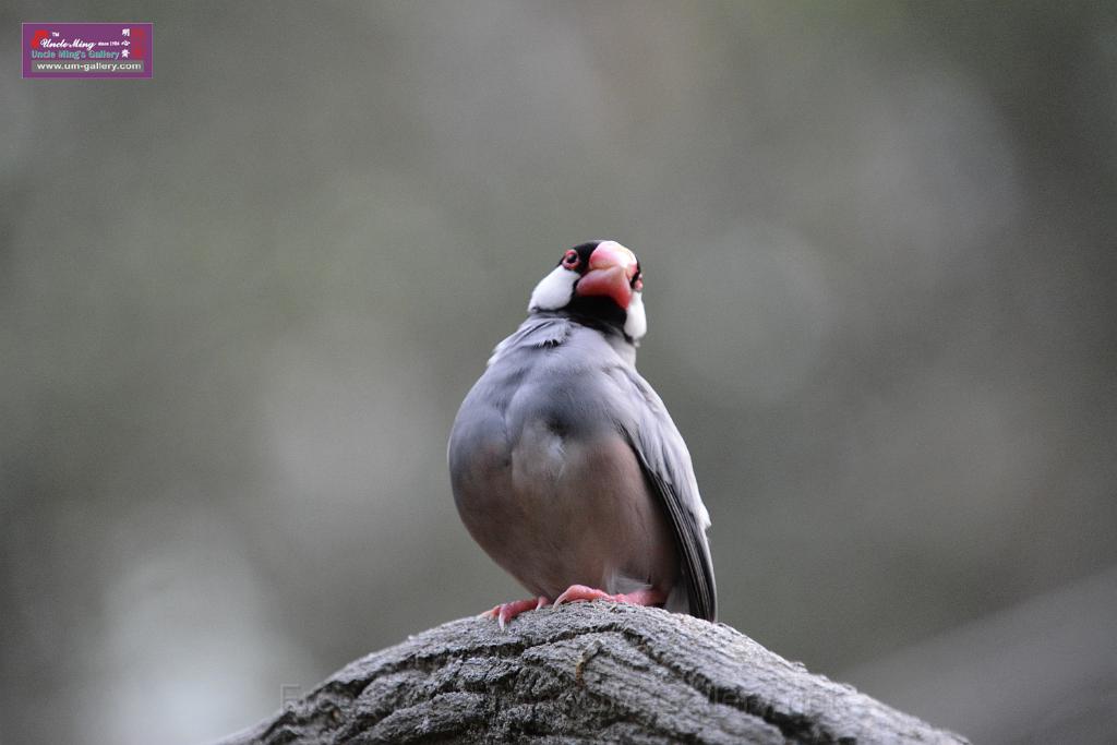 20190303bird-hk-parkDSC_3307.JPG