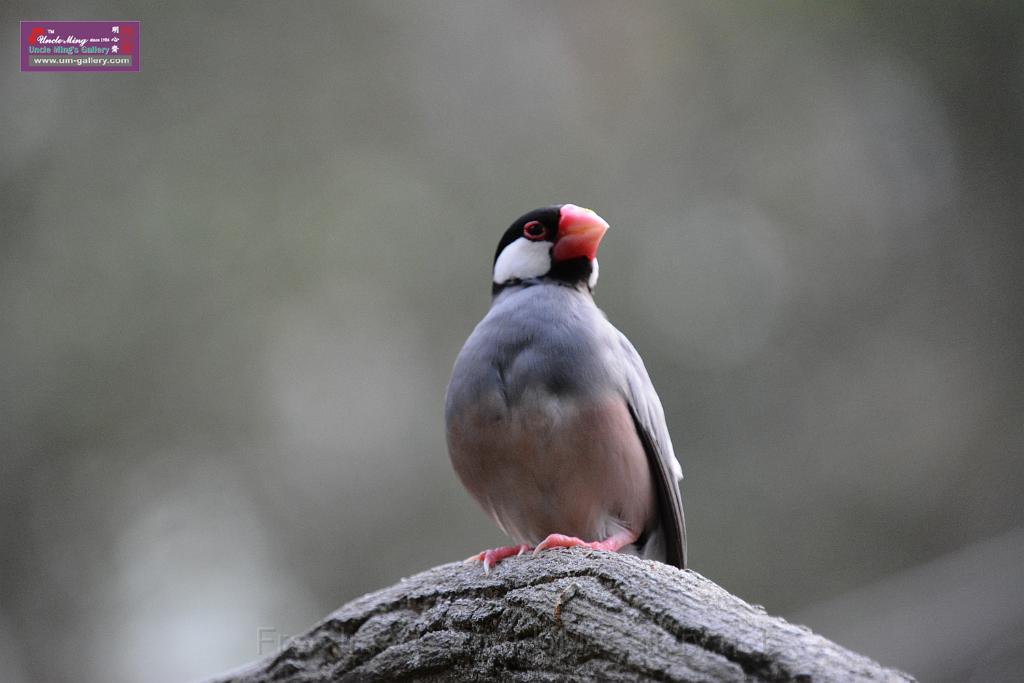 20190303bird-hk-parkDSC_3308.JPG