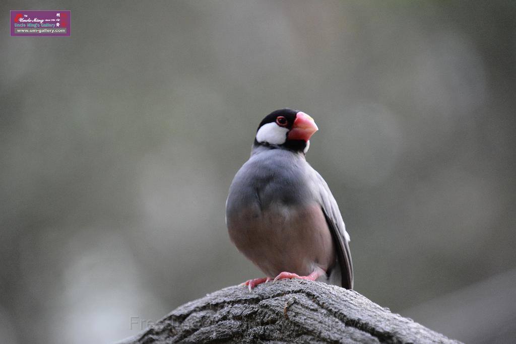 20190303bird-hk-parkDSC_3309.JPG