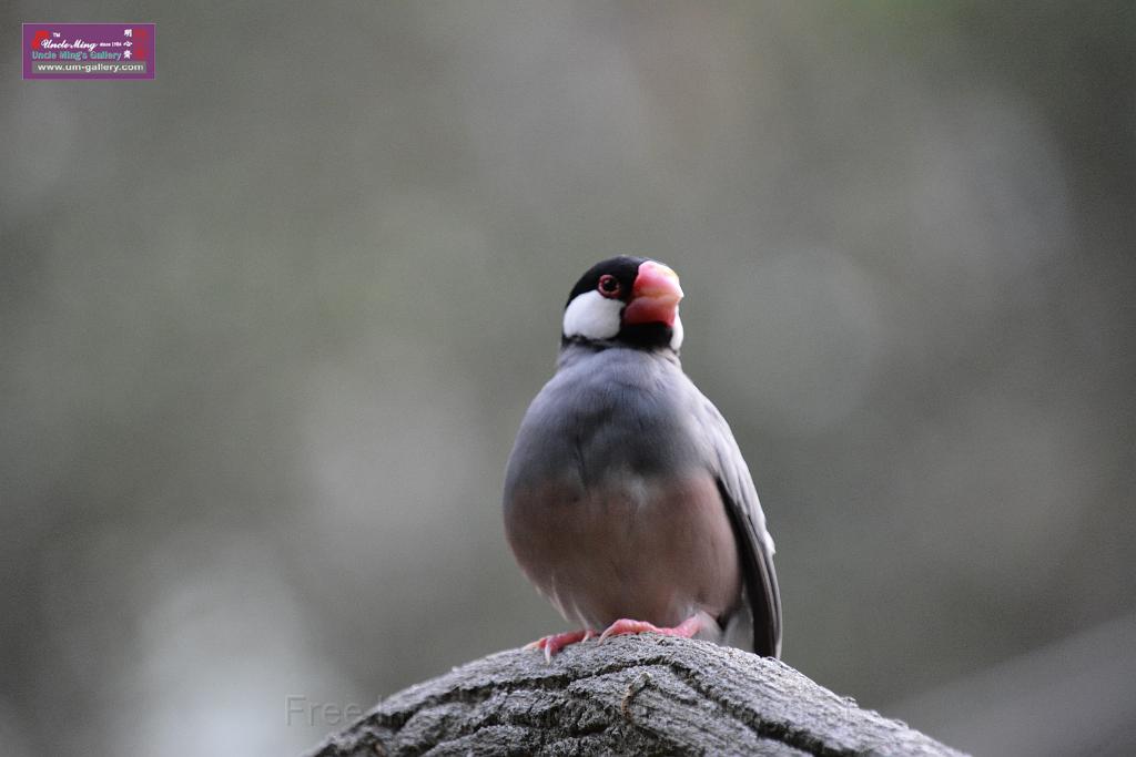 20190303bird-hk-parkDSC_3310.JPG