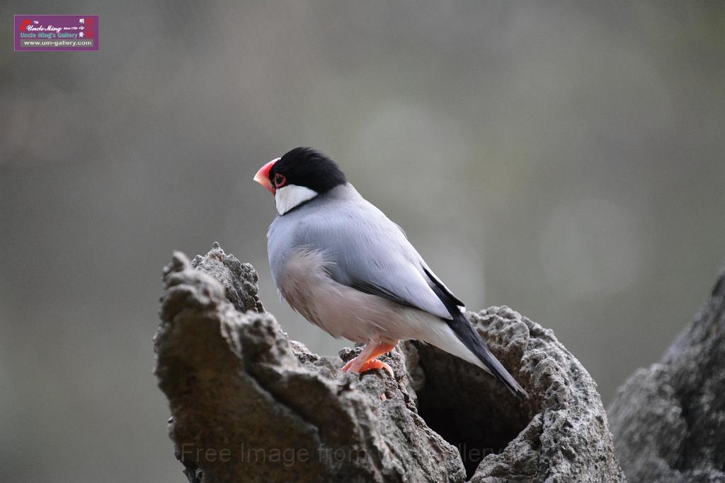 20190303bird-hk-parkDSC_3318.JPG