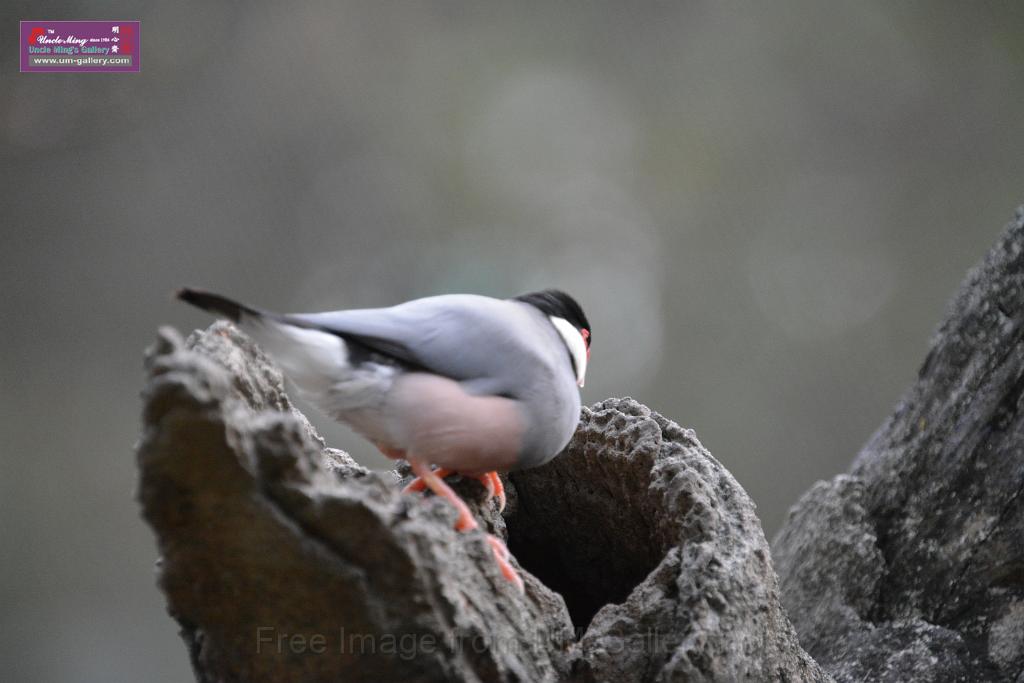 20190303bird-hk-parkDSC_3327.JPG