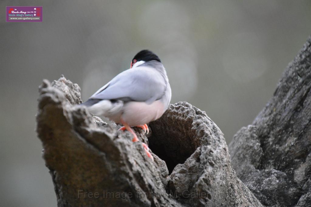 20190303bird-hk-parkDSC_3328.JPG