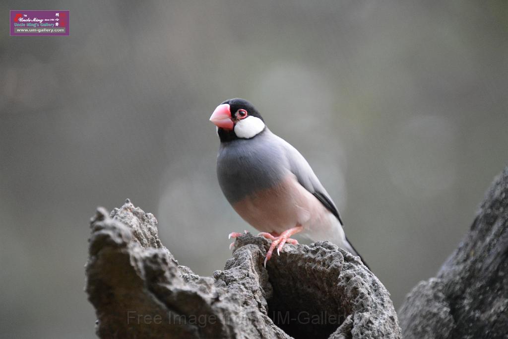 20190303bird-hk-parkDSC_3329.JPG