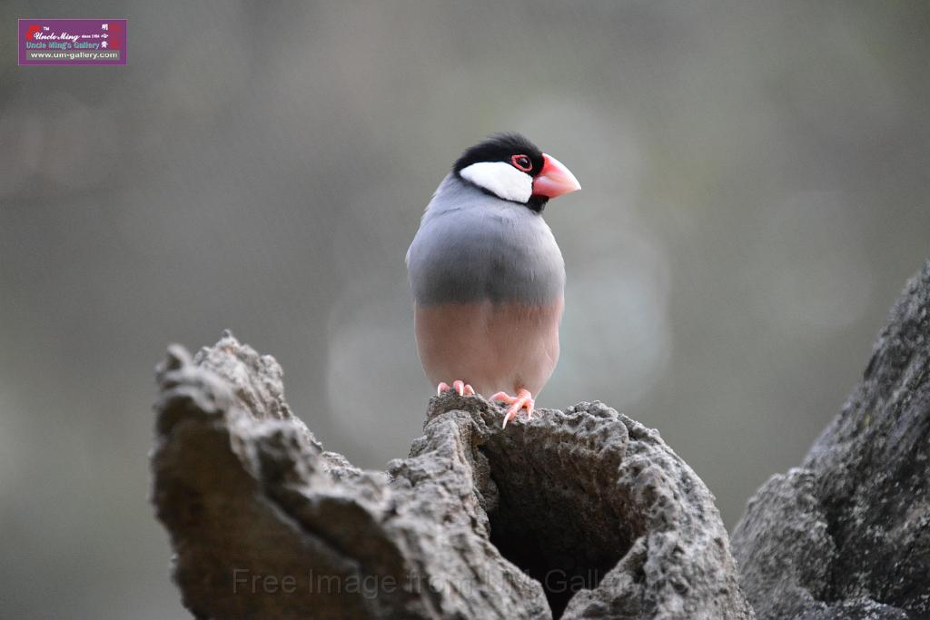 20190303bird-hk-parkDSC_3332.JPG