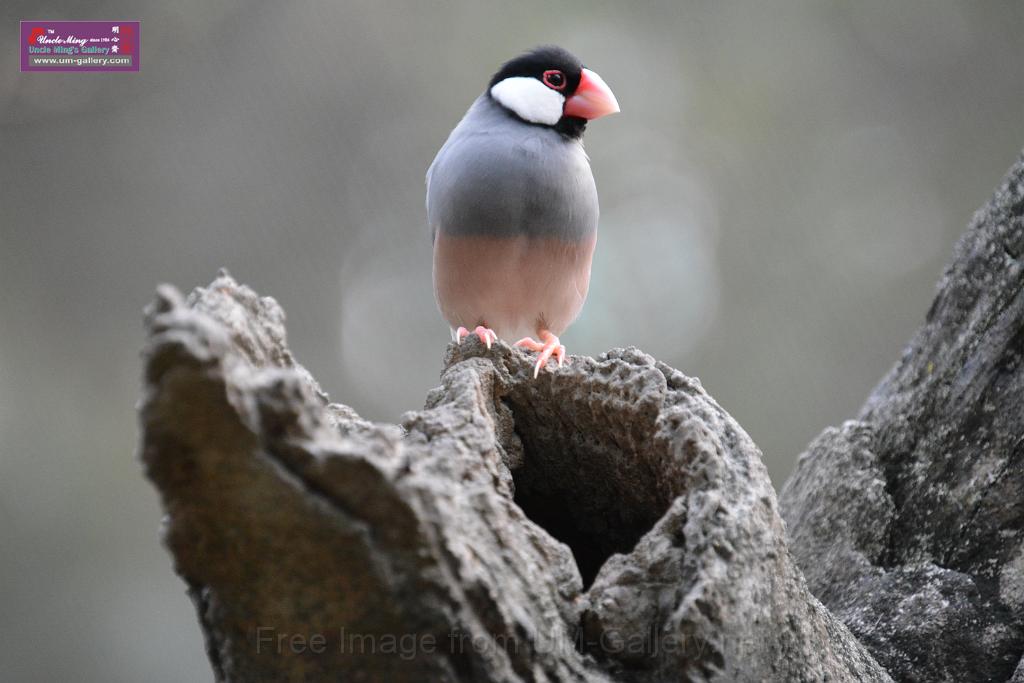 20190303bird-hk-parkDSC_3333.JPG