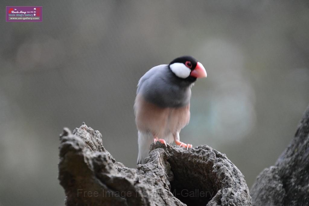 20190303bird-hk-parkDSC_3335.JPG