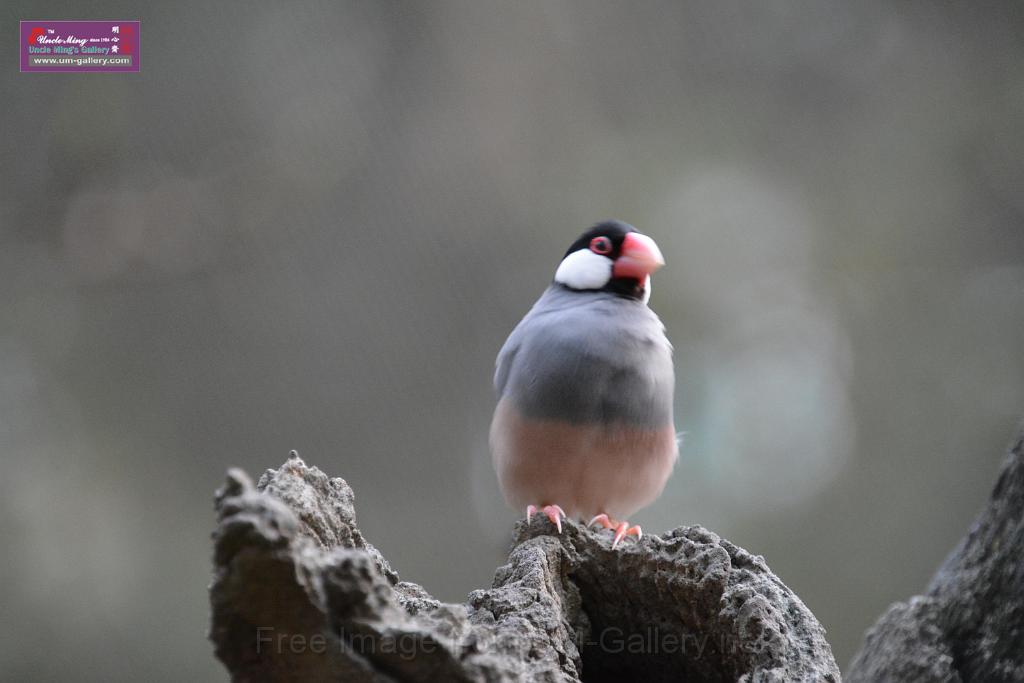 20190303bird-hk-parkDSC_3336.JPG