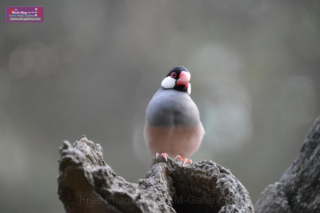 20190303bird-hk-parkDSC_3337.JPG