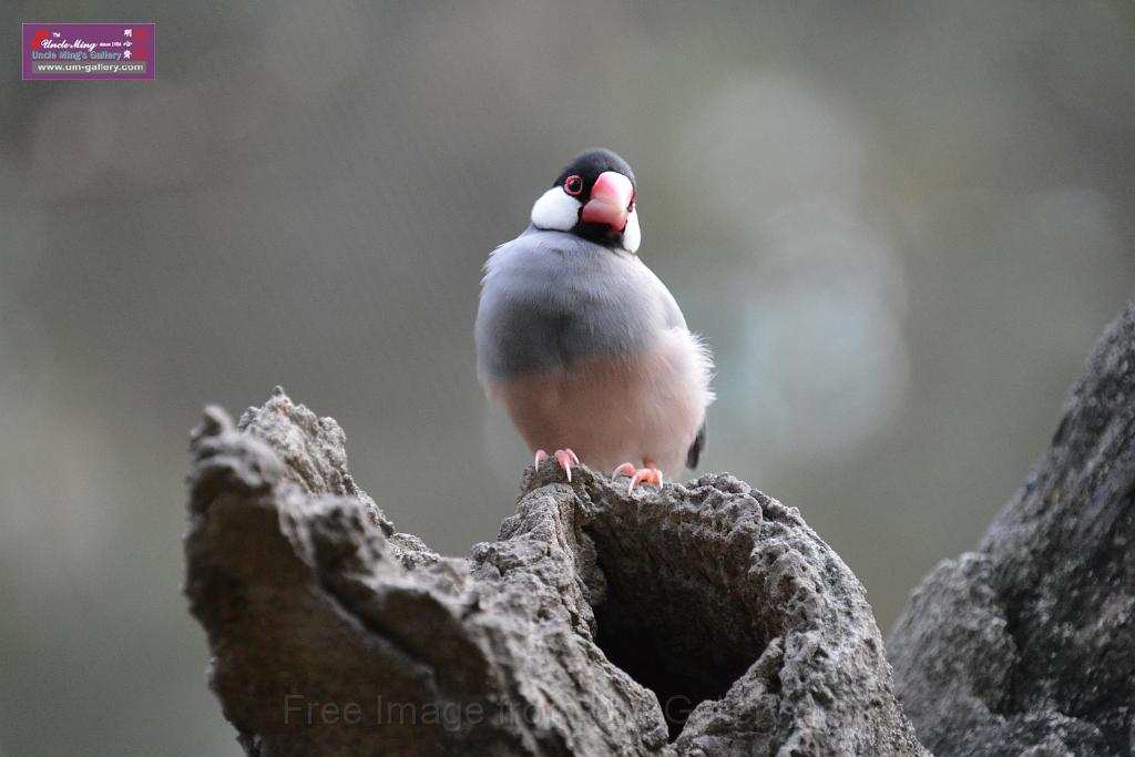 20190303bird-hk-parkDSC_3340.JPG