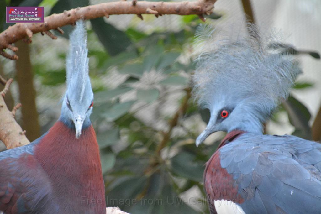 20190303bird-hk-parkDSC_3359.JPG