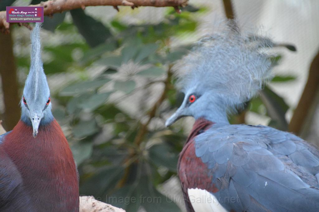 20190303bird-hk-parkDSC_3361.JPG