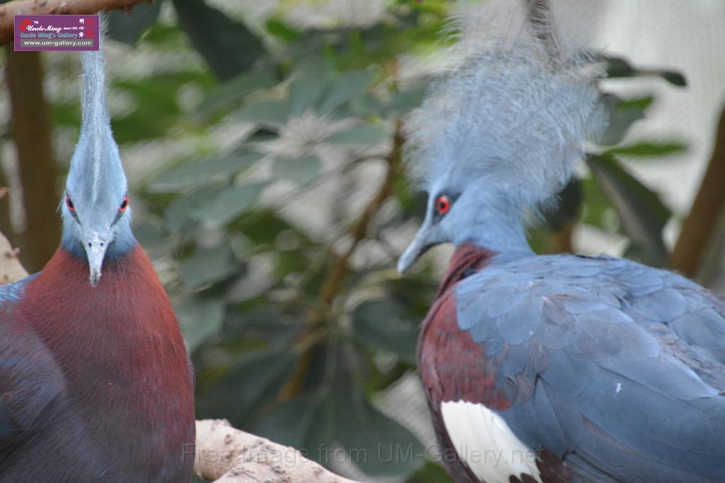 20190303bird-hk-parkDSC_3362.JPG