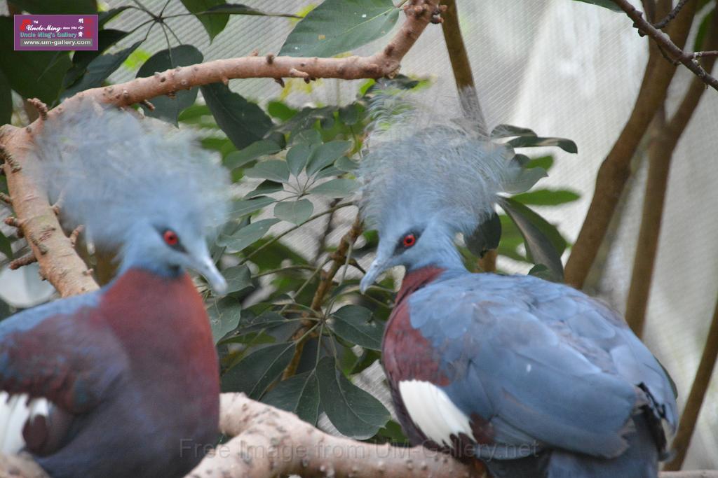 20190303bird-hk-parkDSC_3363.JPG