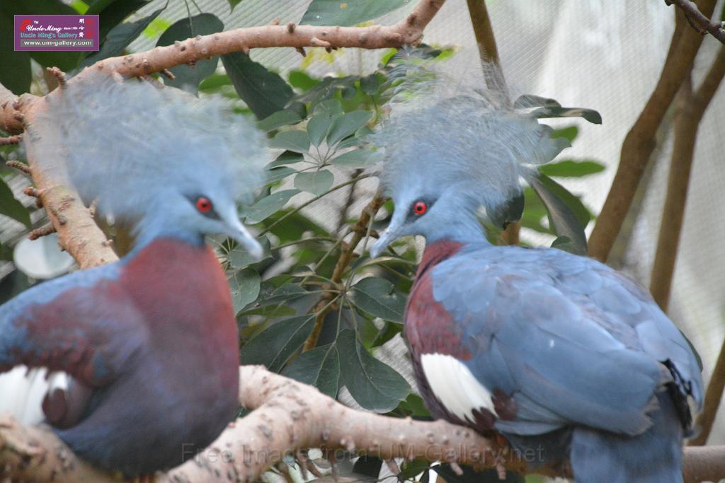 20190303bird-hk-parkDSC_3365.JPG