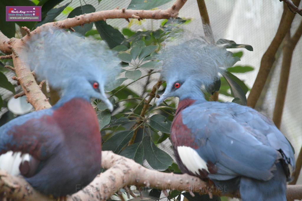 20190303bird-hk-parkDSC_3367.JPG