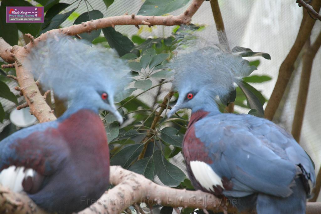 20190303bird-hk-parkDSC_3368.JPG