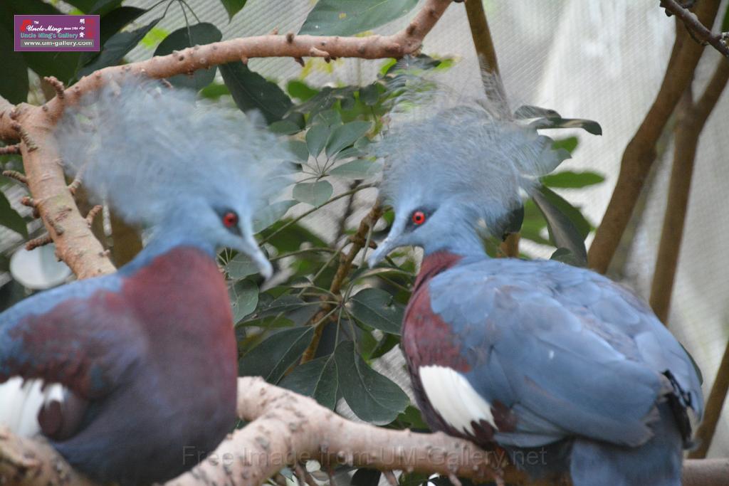 20190303bird-hk-parkDSC_3369.JPG