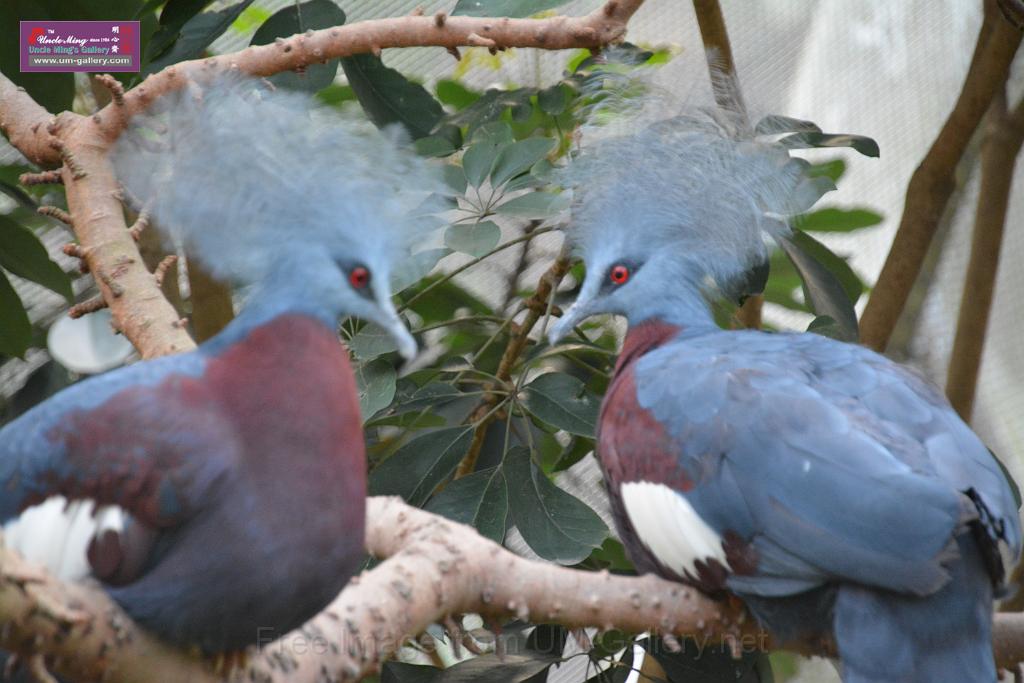 20190303bird-hk-parkDSC_3371.JPG