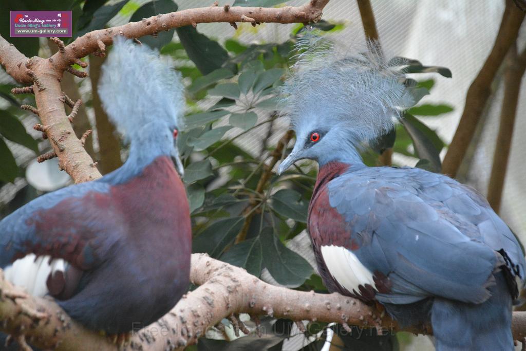 20190303bird-hk-parkDSC_3373.JPG