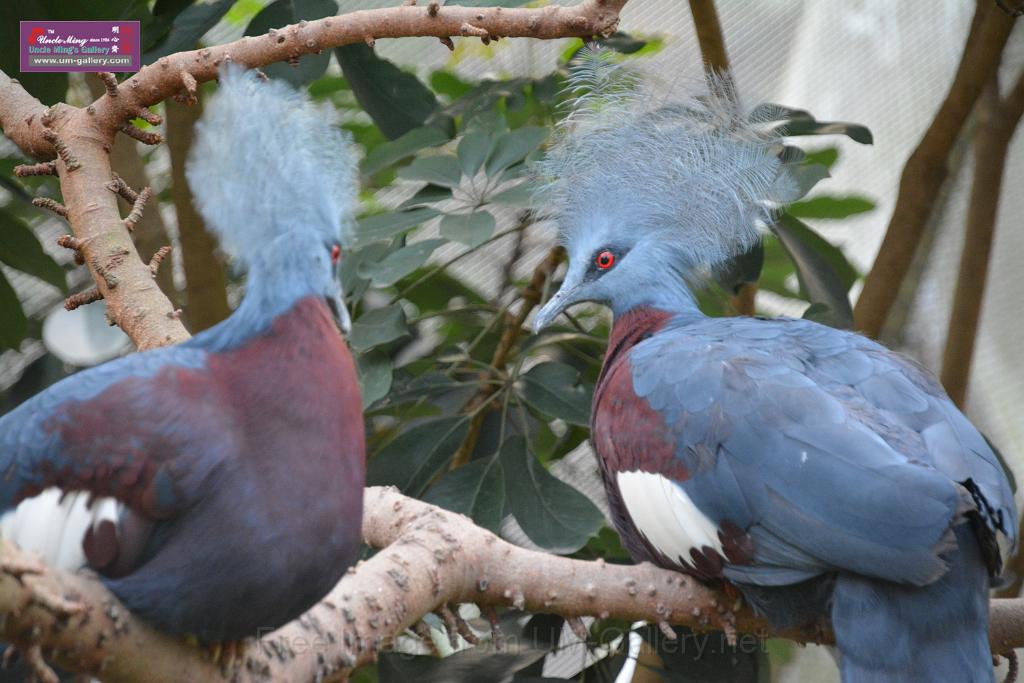 20190303bird-hk-parkDSC_3374.JPG