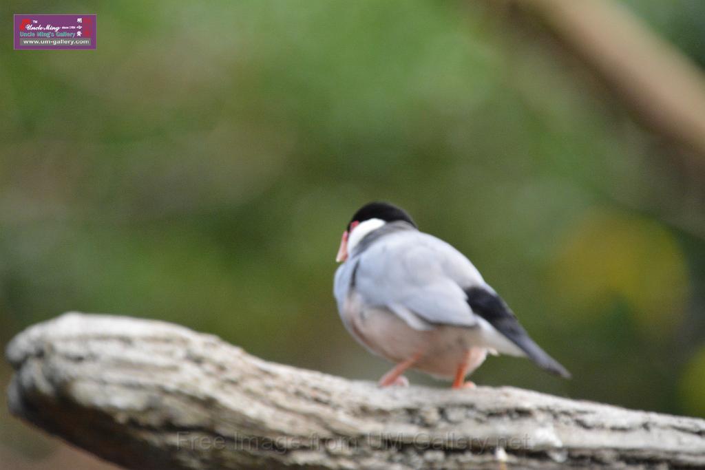 20190303bird-hk-parkDSC_3375.JPG