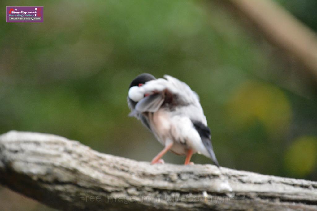 20190303bird-hk-parkDSC_3376.JPG