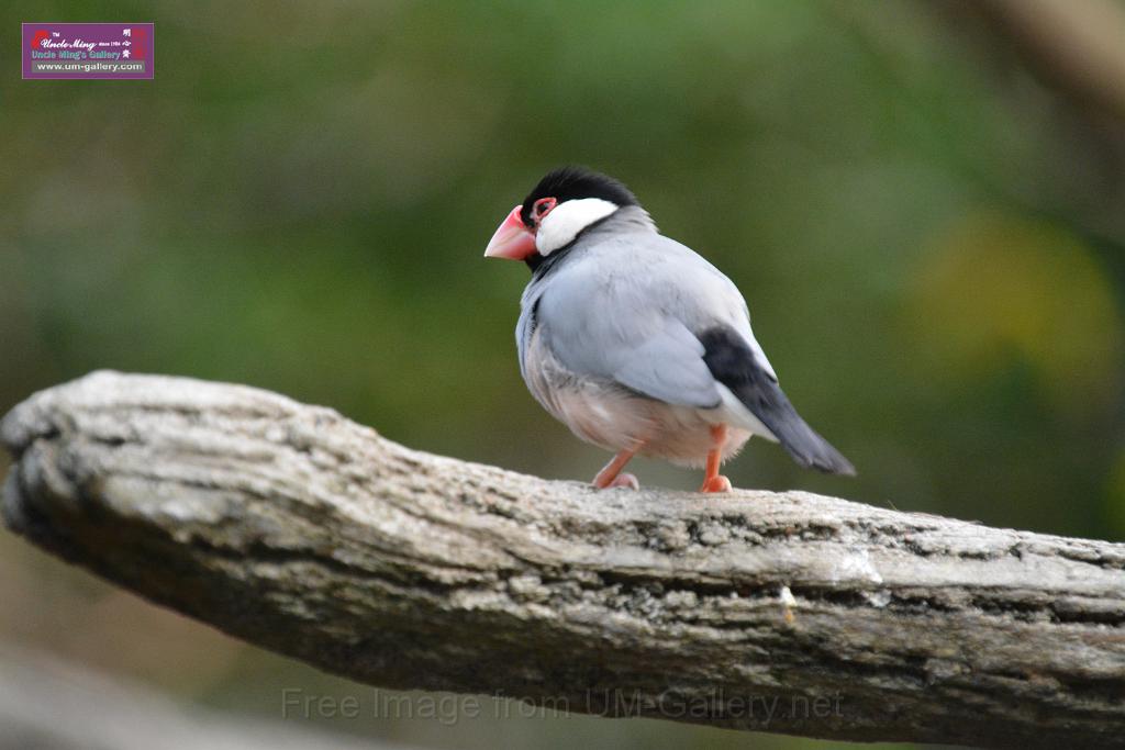 20190303bird-hk-parkDSC_3377.JPG