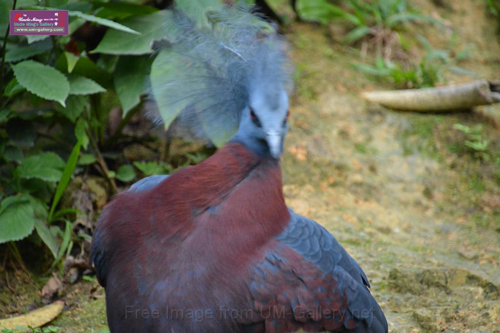 20190303bird-hk-parkDSC_3388.JPG