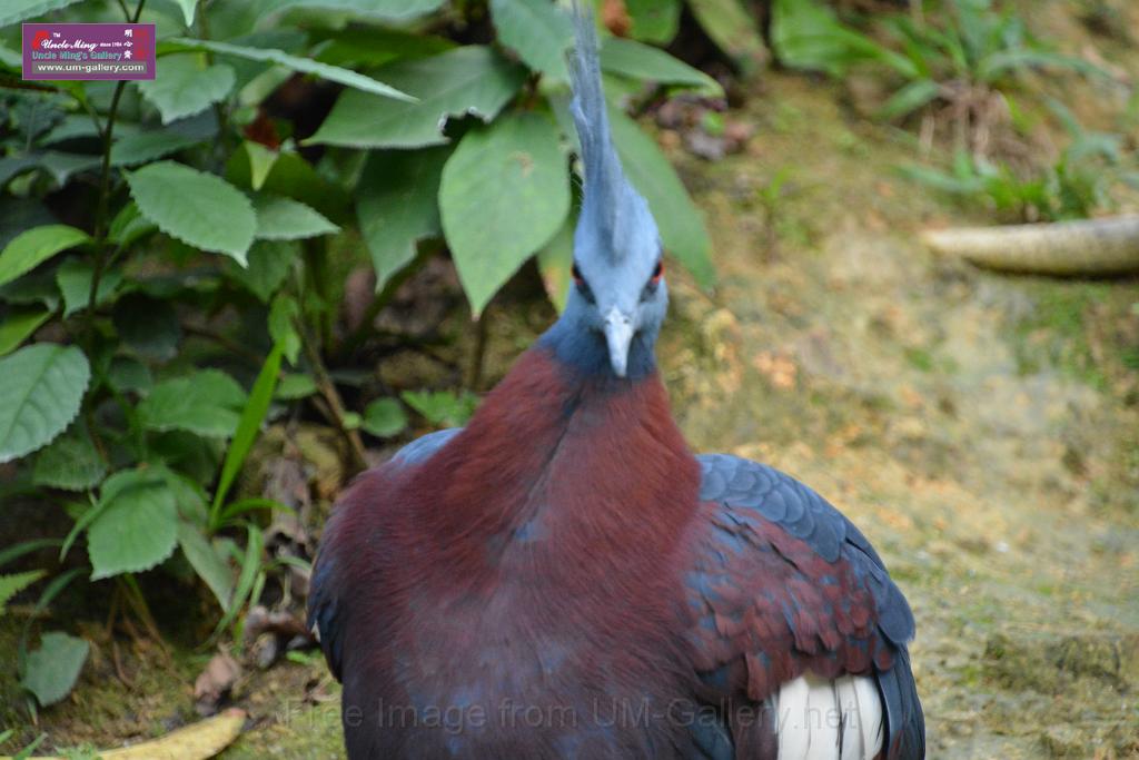 20190303bird-hk-parkDSC_3389.JPG