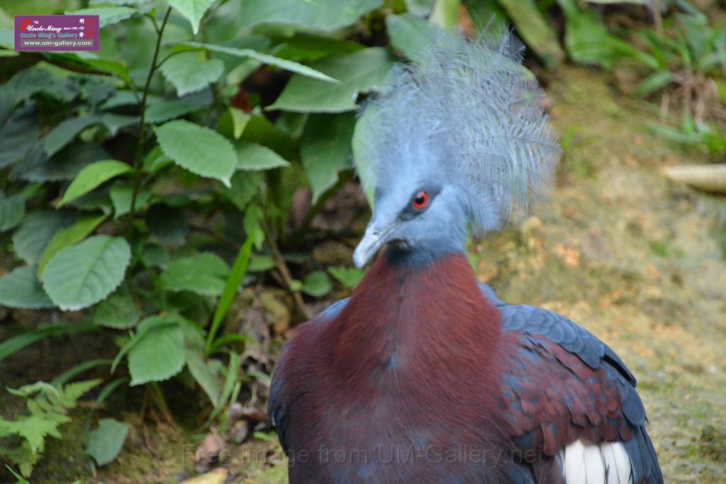 20190303bird-hk-parkDSC_3390.JPG