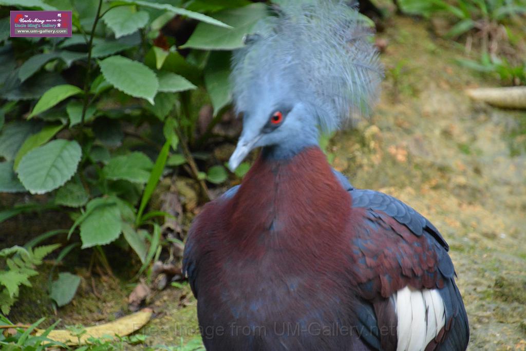 20190303bird-hk-parkDSC_3391.JPG