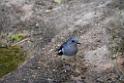 20190303bird-hk-parkDSC_2835