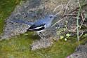 20190303bird-hk-parkDSC_2838