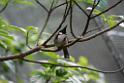 20190303bird-hk-parkDSC_2883