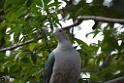 20190303bird-hk-parkDSC_2887