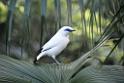 20190303bird-hk-parkDSC_2889