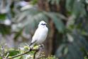 20190303bird-hk-parkDSC_2894