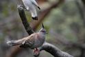 20190303bird-hk-parkDSC_2902