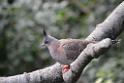 20190303bird-hk-parkDSC_2908